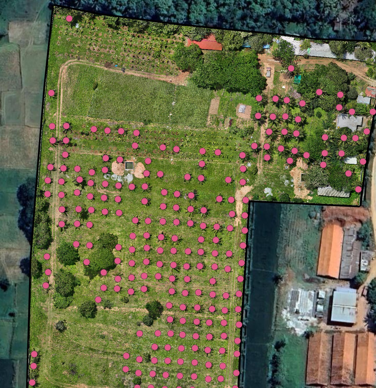Site boundary polygon with a digitized point marking every coconut palm, overlaid on the orthomosaic before any processing