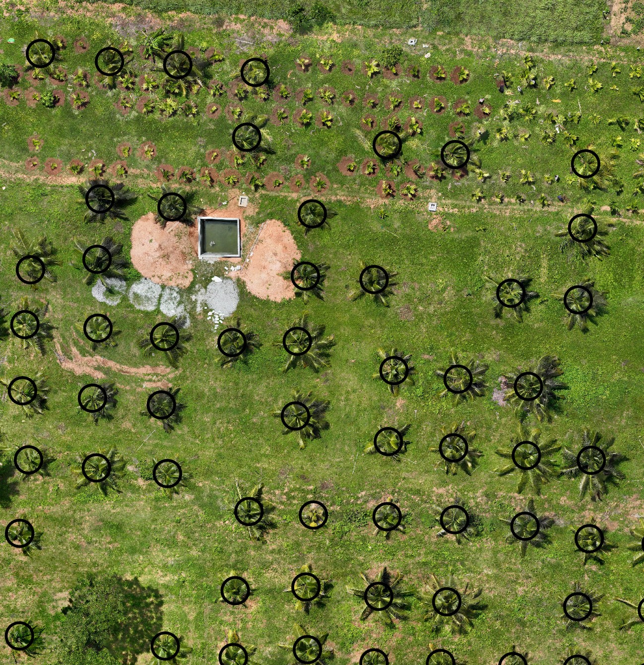 Buffered crown polygons over a coconut plantation orthomosaic, before the canopy mask is generated