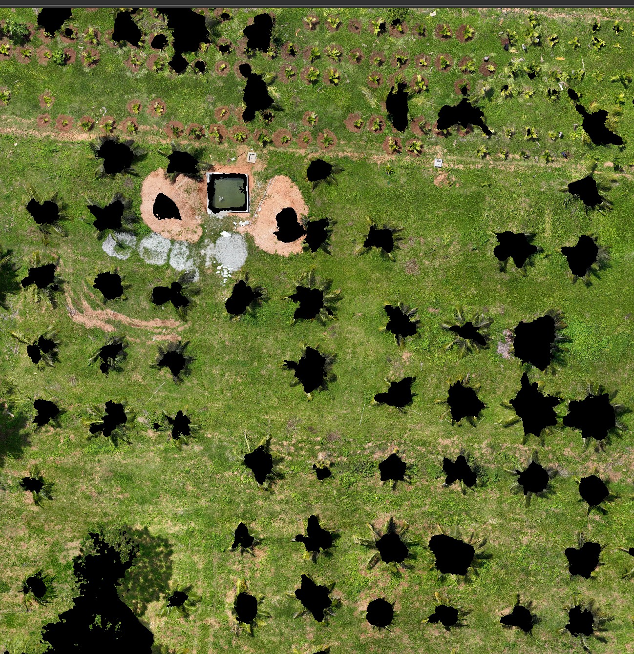 Binary canopy mask on a coconut plantation, solid black where canopy was detected