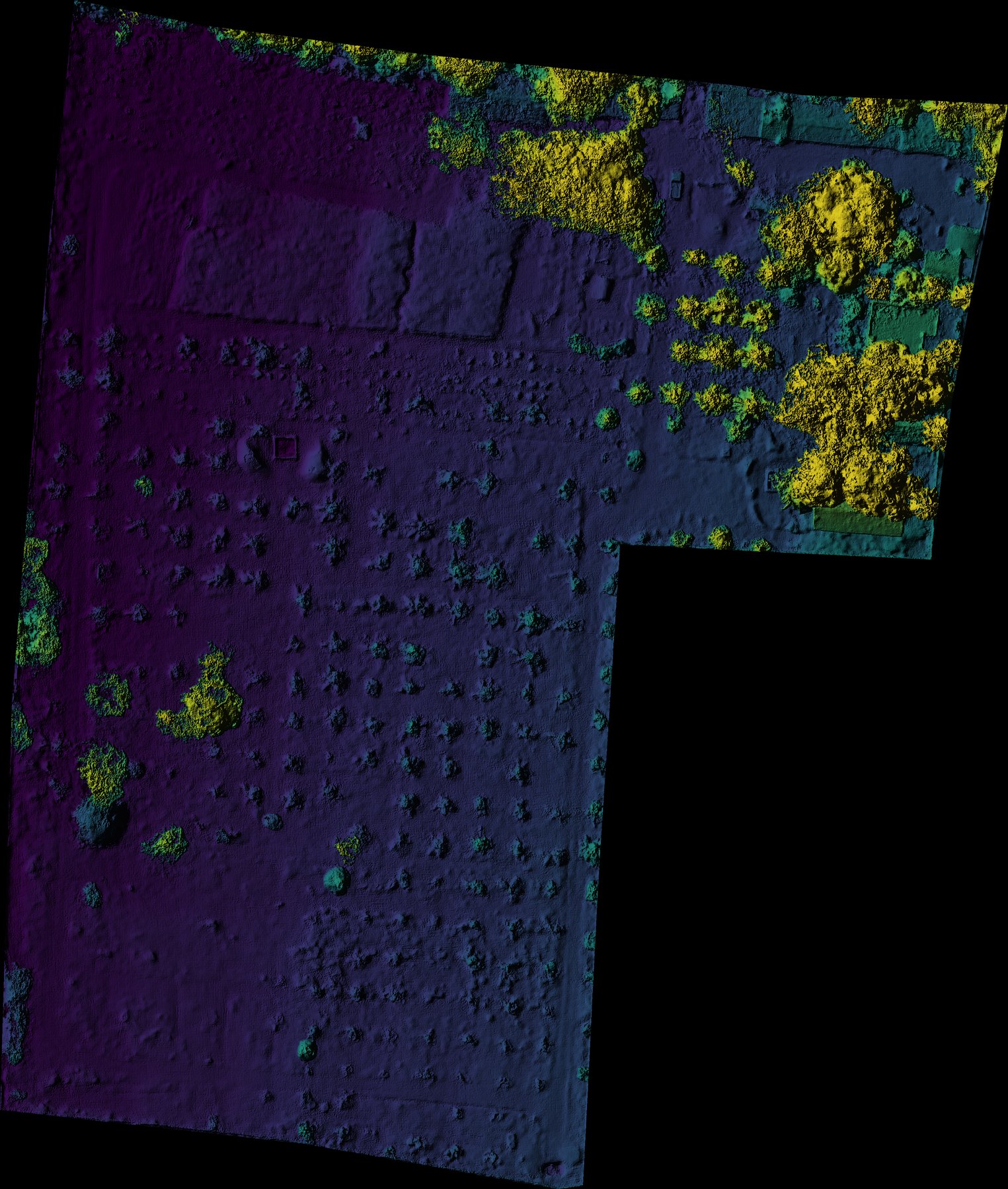 DSM hillshade coloured by elevation, showing individual coconut palm canopies as raised bumps against the surrounding ground