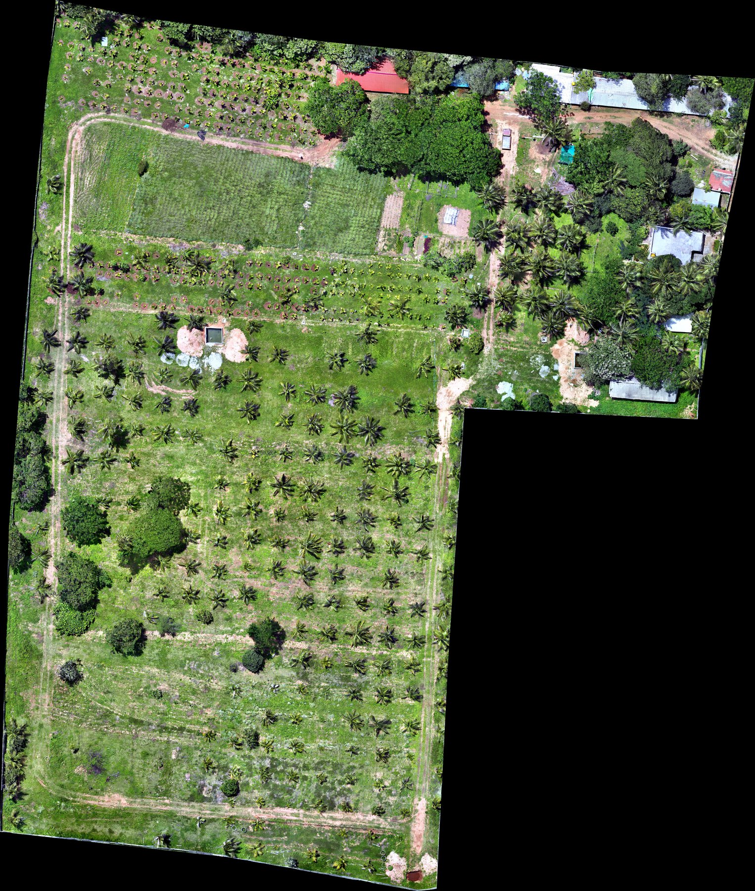 Raw drone orthomosaic of a coconut plantation, individual palm crowns visible from directly above